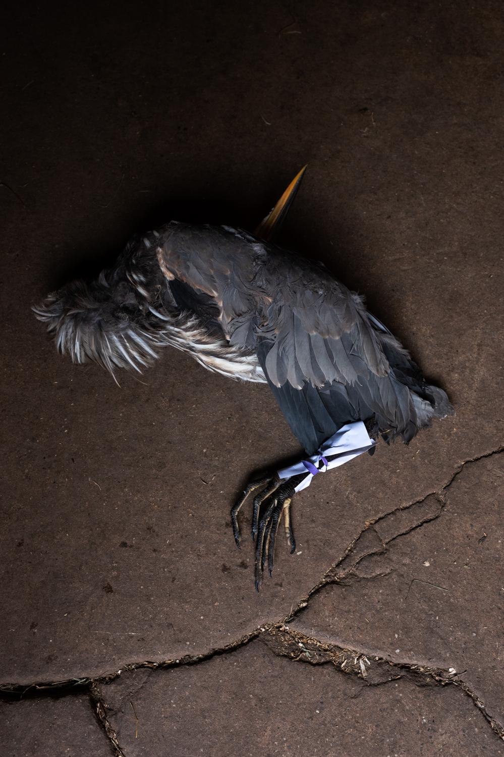 It Takes a Village - A Great Blue Heron electrocuted by landing on an...