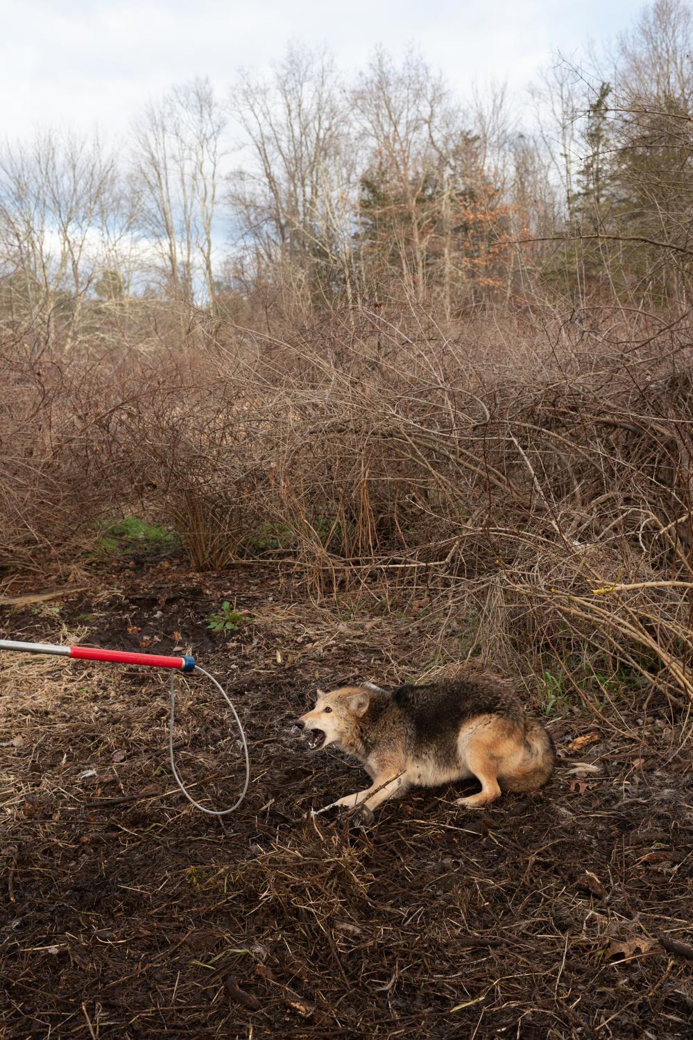 It Takes a Village - Using a catchpole to capture a coyote.