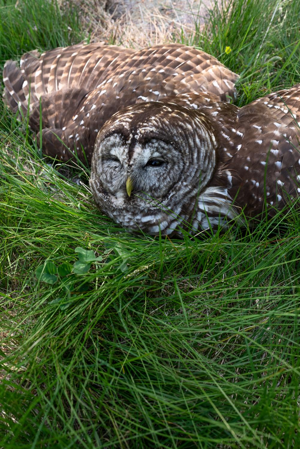 It Takes a Village - A barred owl poisoned from lawn chemicals.