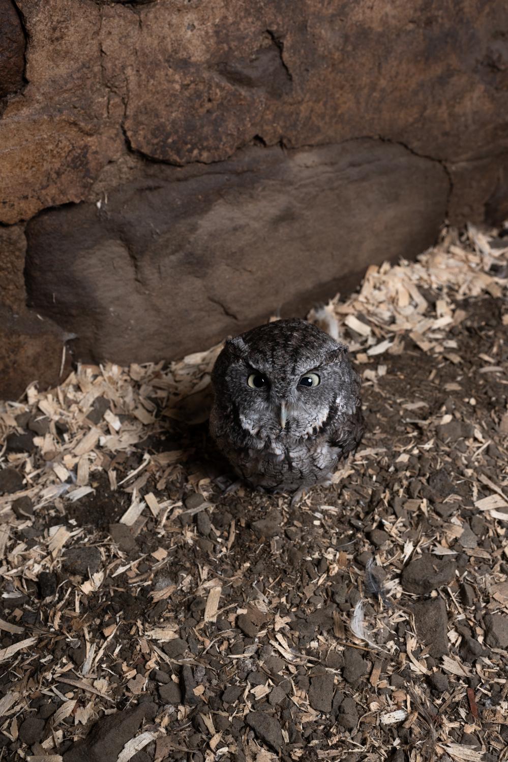 It Takes a Village - A baby screech owl found on the street.