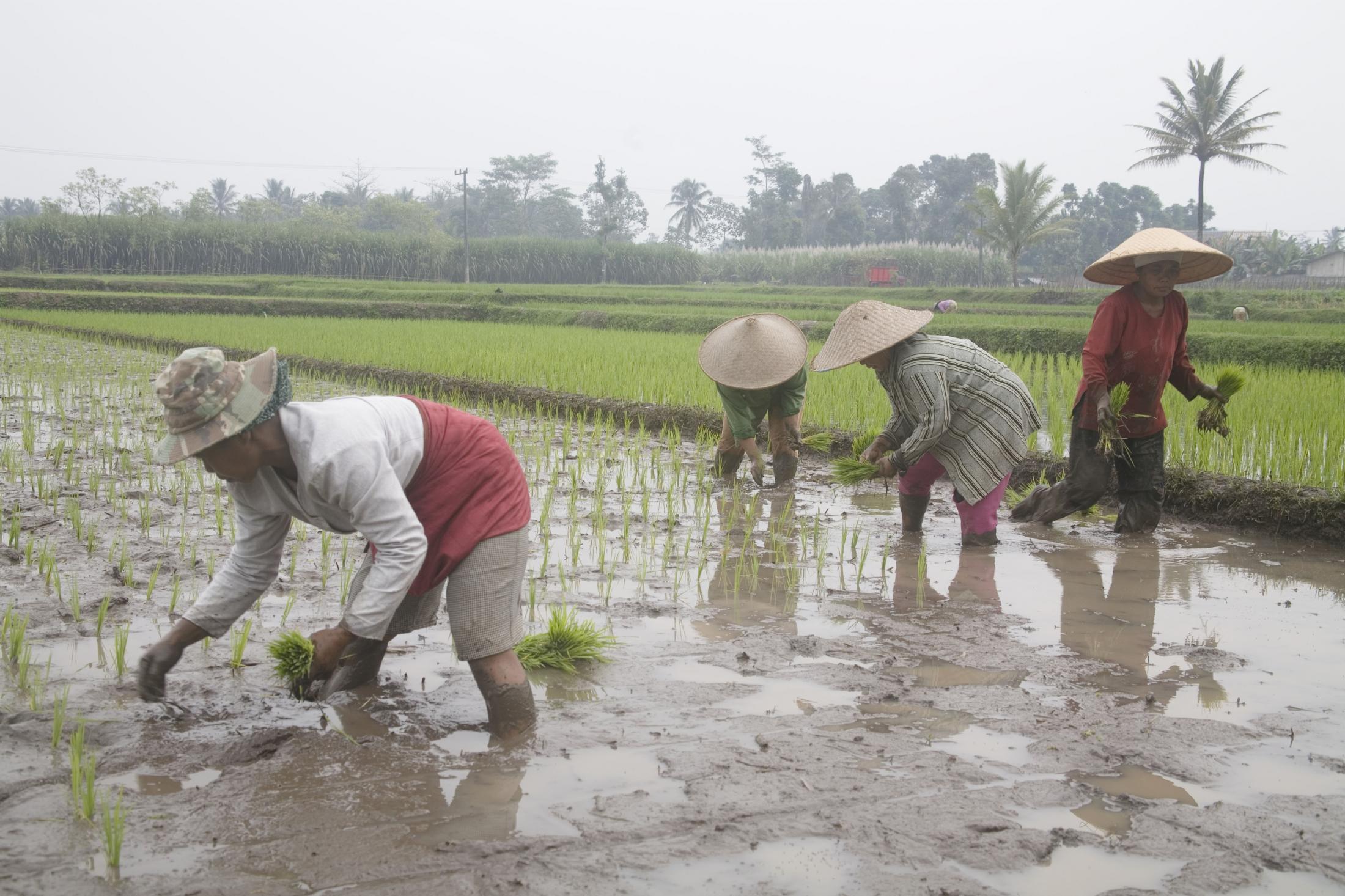 Many women in rural Indonesia work as farmers, either on their family&#39;s fields or for...