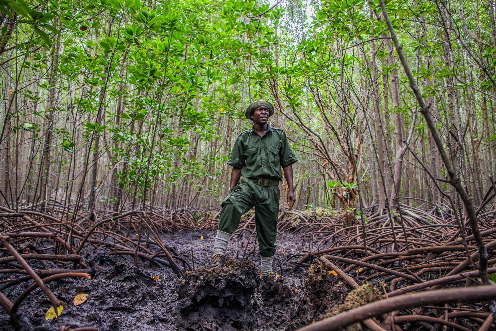 Standing Firm for Mangroves