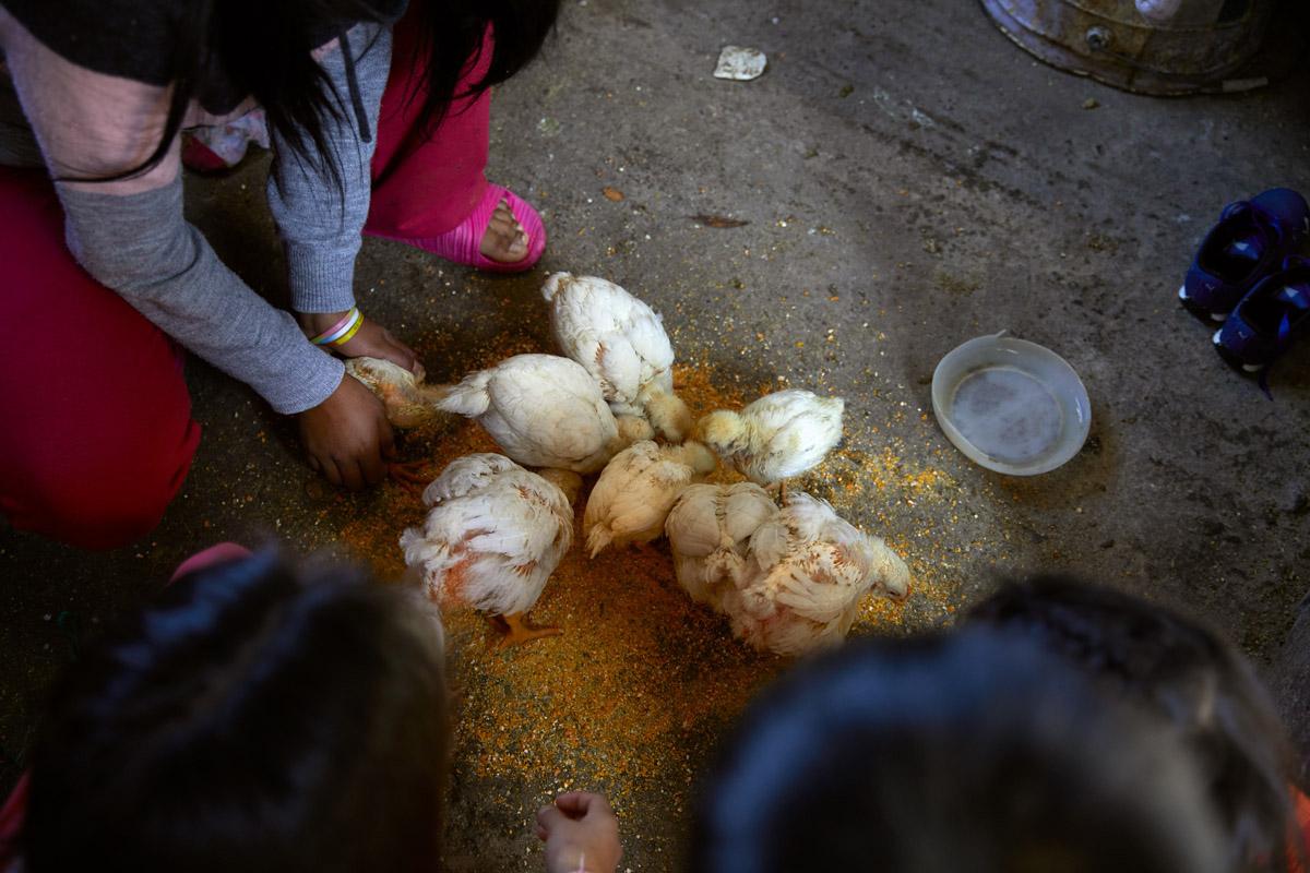 Resilient women - LA PERIODICA - Johana feeds her grandmother's chickens while her little cousins watch her. The family...