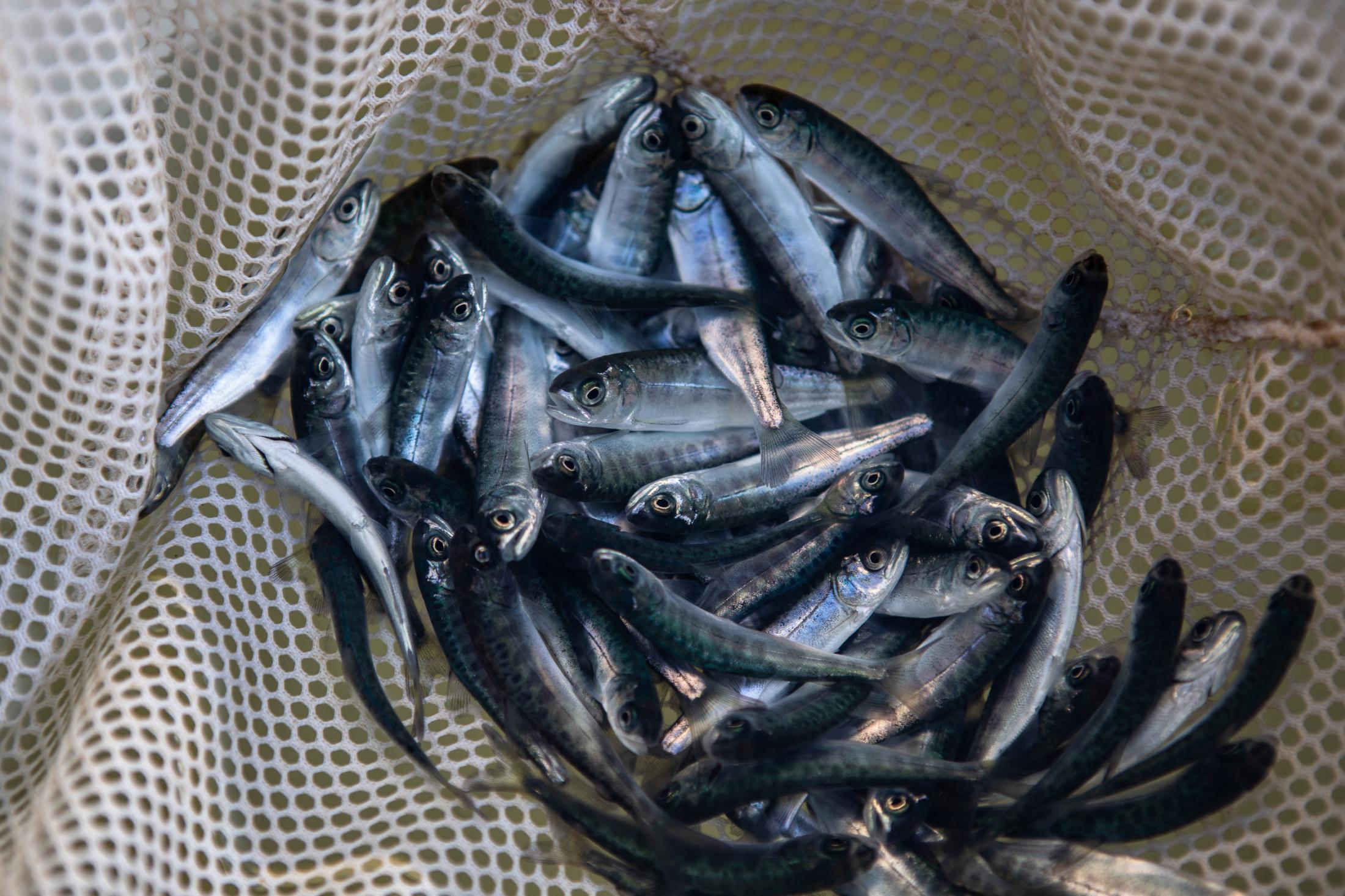 - The San Joaquin river Salmon  - Juvenile spring-run Chinook Salmon are briefly held in an...