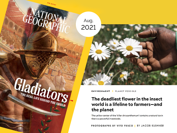 Pubblication on National Geographic USA of "The Killing Daisy"