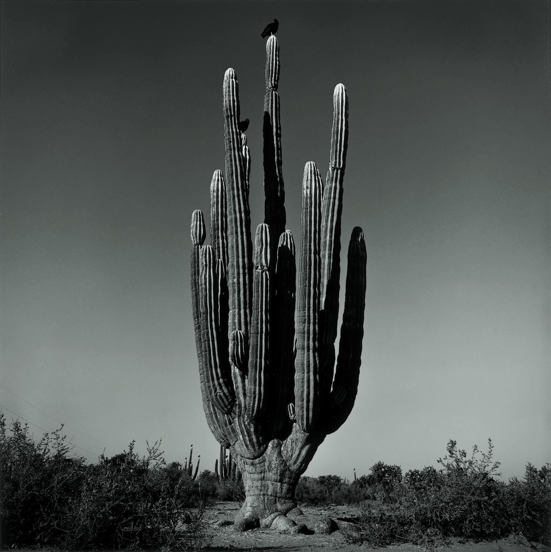 Graciela Iturbide, Sahuaro , de...RE. &copy;Graciela Iturbide