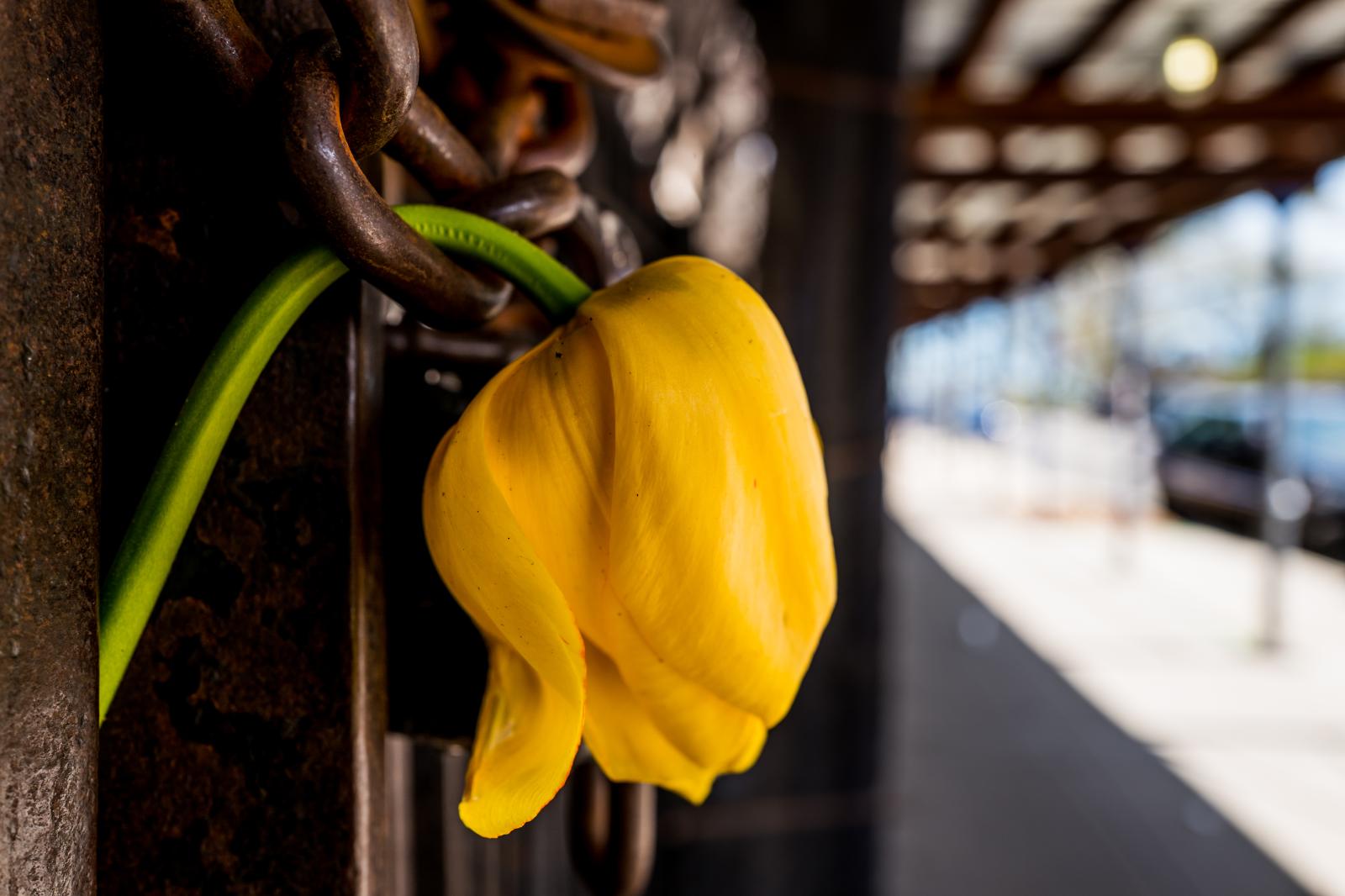 Dying Yellow Tulip 170423900