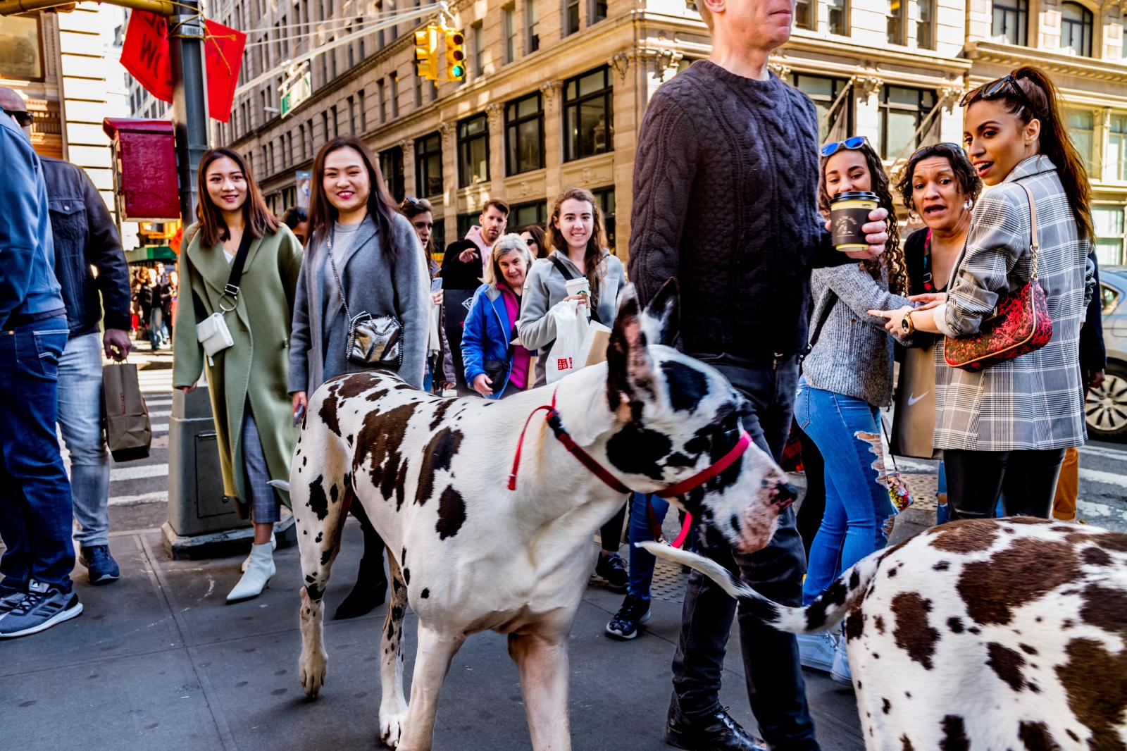 Streets of SoHo NYC 180331856