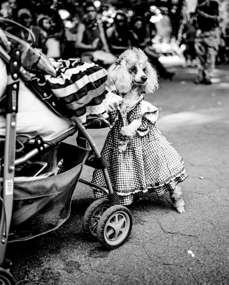 Pets in the Streets 070701202