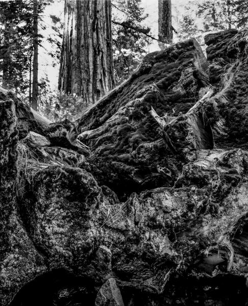 Kenneth Nelson | Images