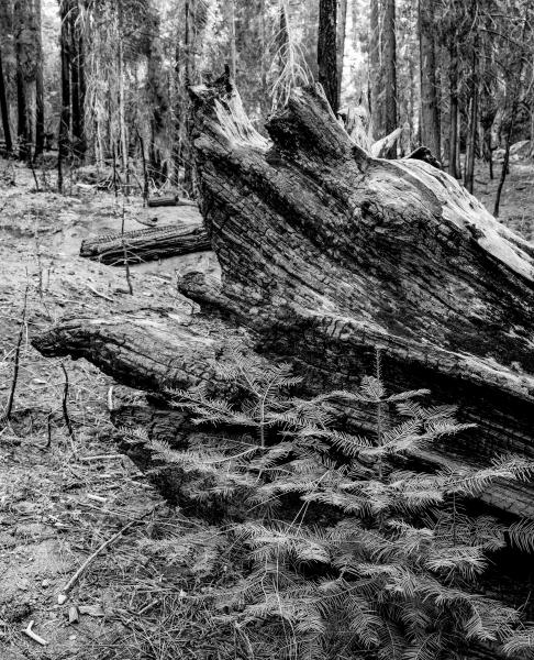 Kenneth Nelson | Images