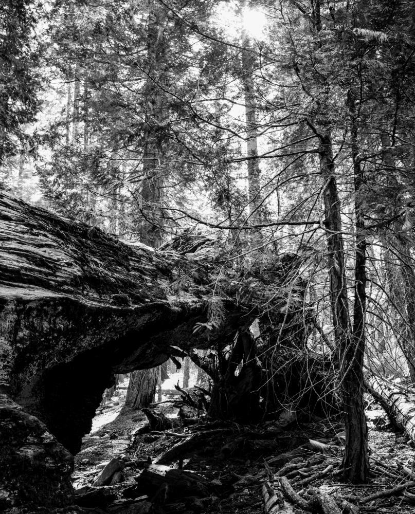 Landscapes 040921604