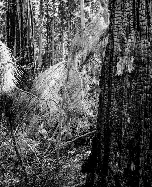 Kenneth Nelson | Images