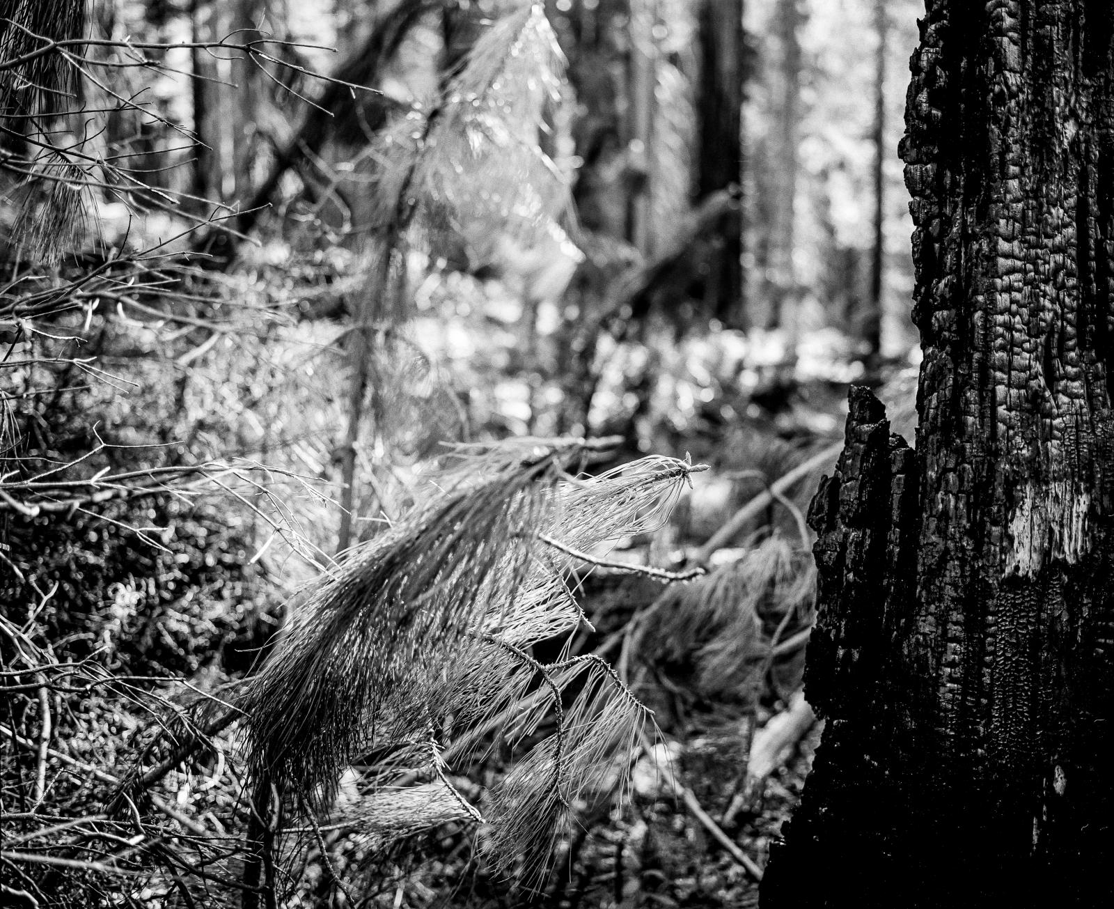 Landscapes 040921502