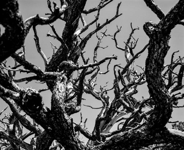 Kenneth Nelson | Images