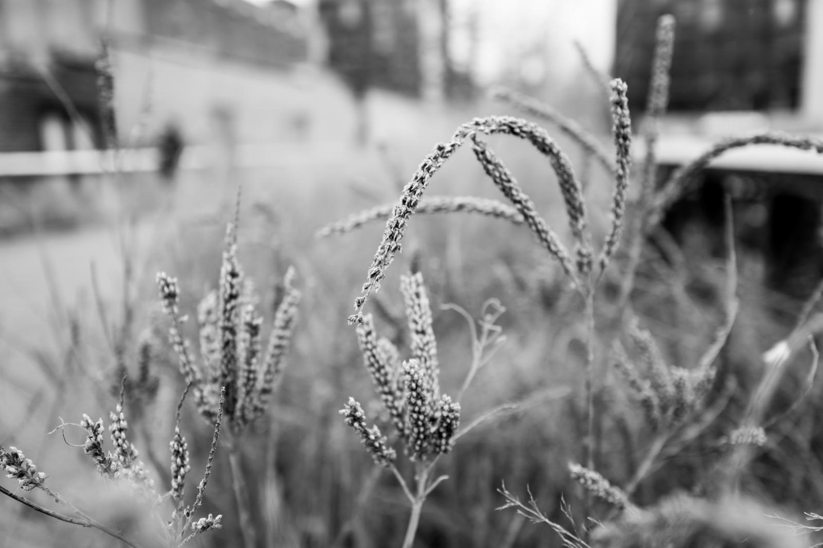 High Line Vegetation 160109795 alt