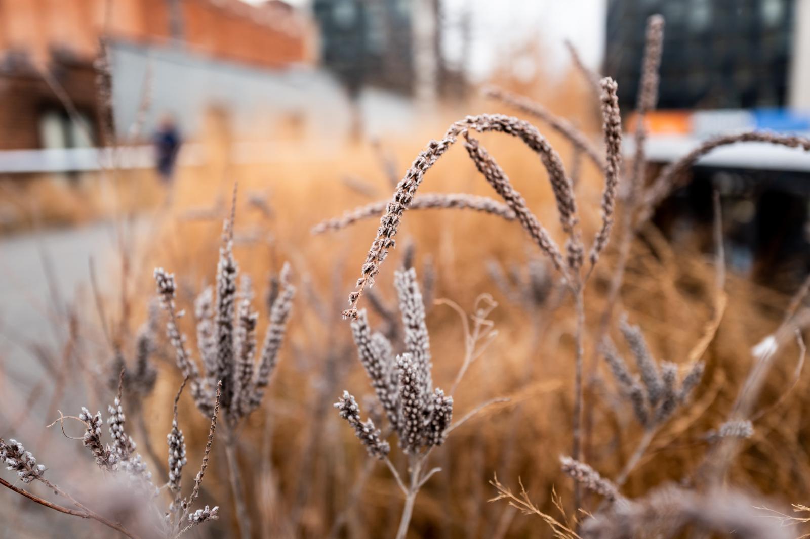 High Line Vegetation 160109795