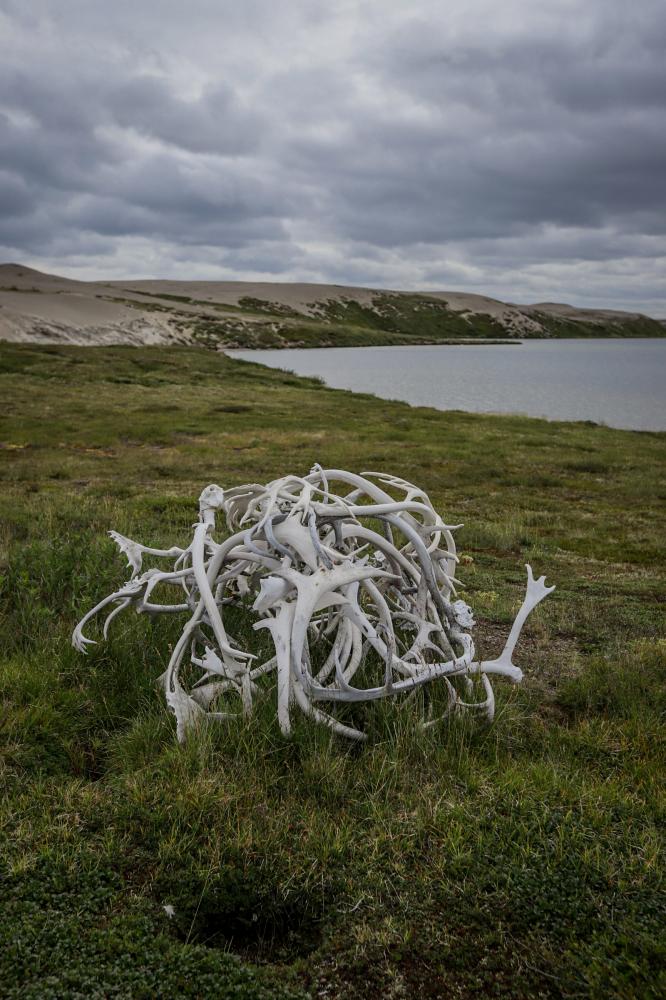 Pile of Caribou Antlers 