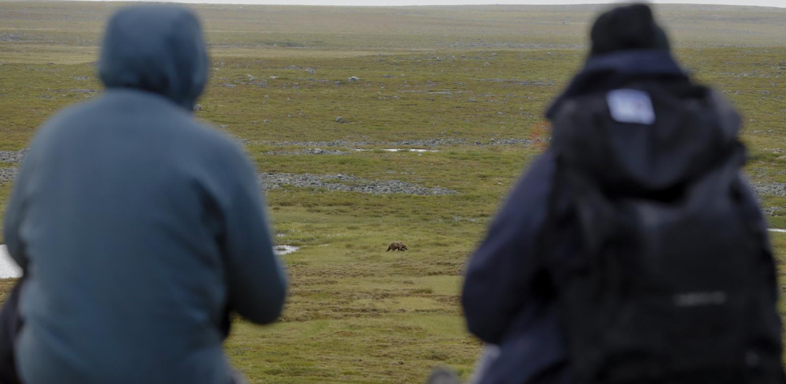 ( Grizzly Bear ) Big Man in the distance 