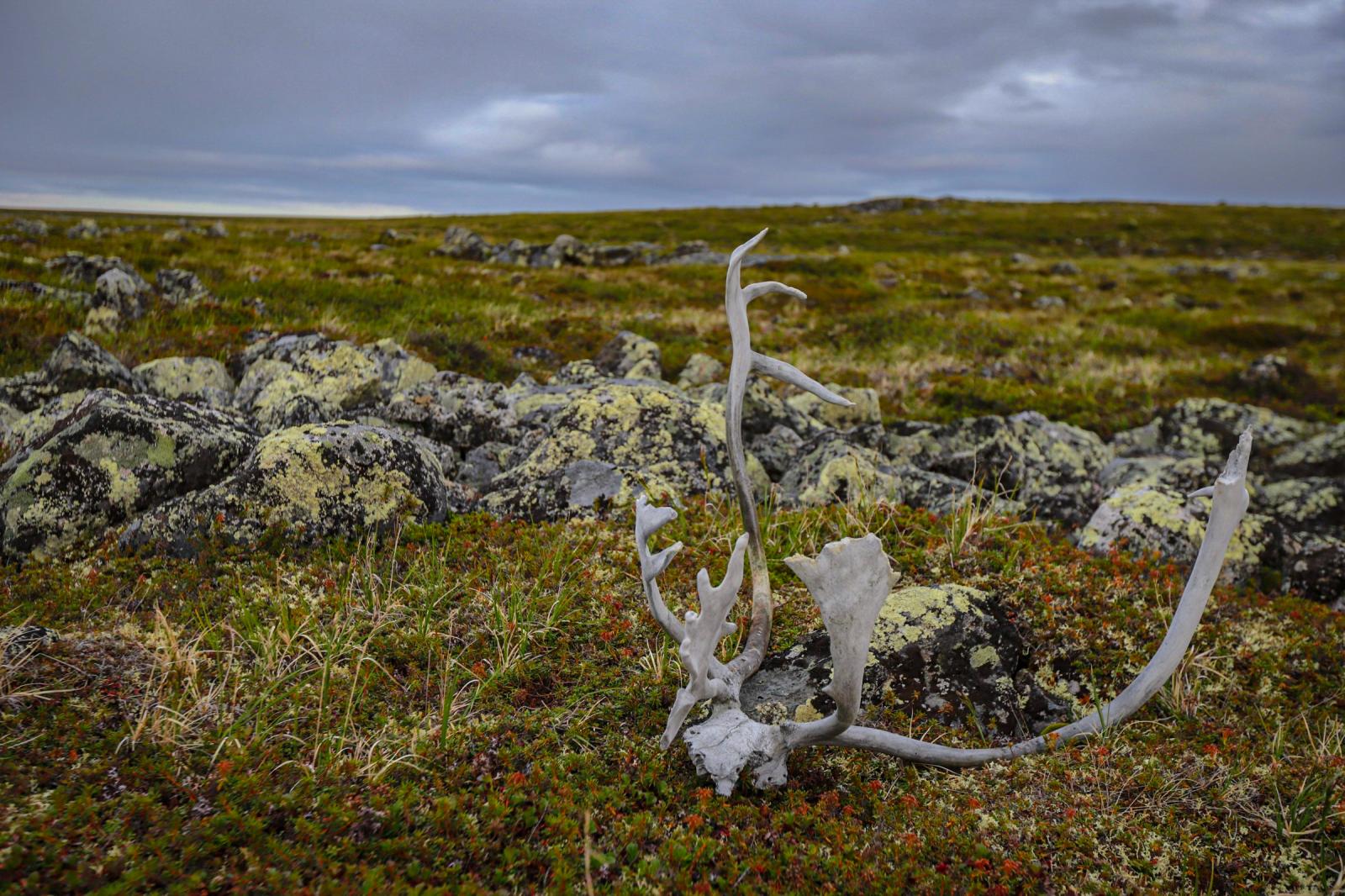 Caribou Antlers 