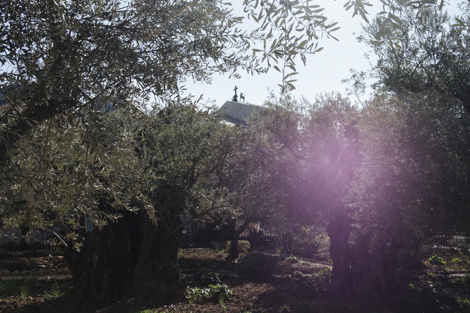Au nom de tous les Saints - Garden of Gethsemani, at the foot of the Mount of Olives....