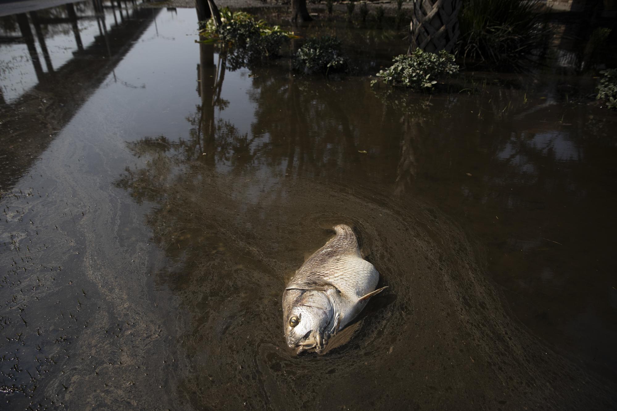 Hurricane Ida in Louisiana - A dead fish is seen at a flooded area after Hurricane Ida...