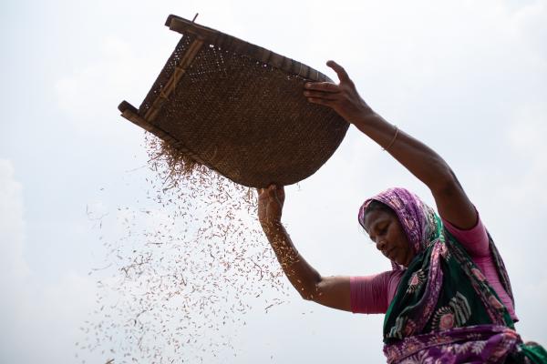 A woman is seen processing paddy rice that she harvested in his field in Savar, Bangladesh, on the outskirts of Dhaka.