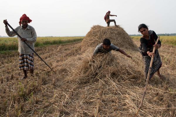 Reportage Images - Farmers sort rice straws and pile them in a field in...
