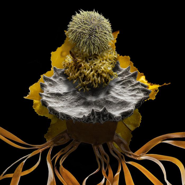FOOD PLANET FUTURE - URCHIN TAKES KELP  Warming oceans stoke bacteria and...
