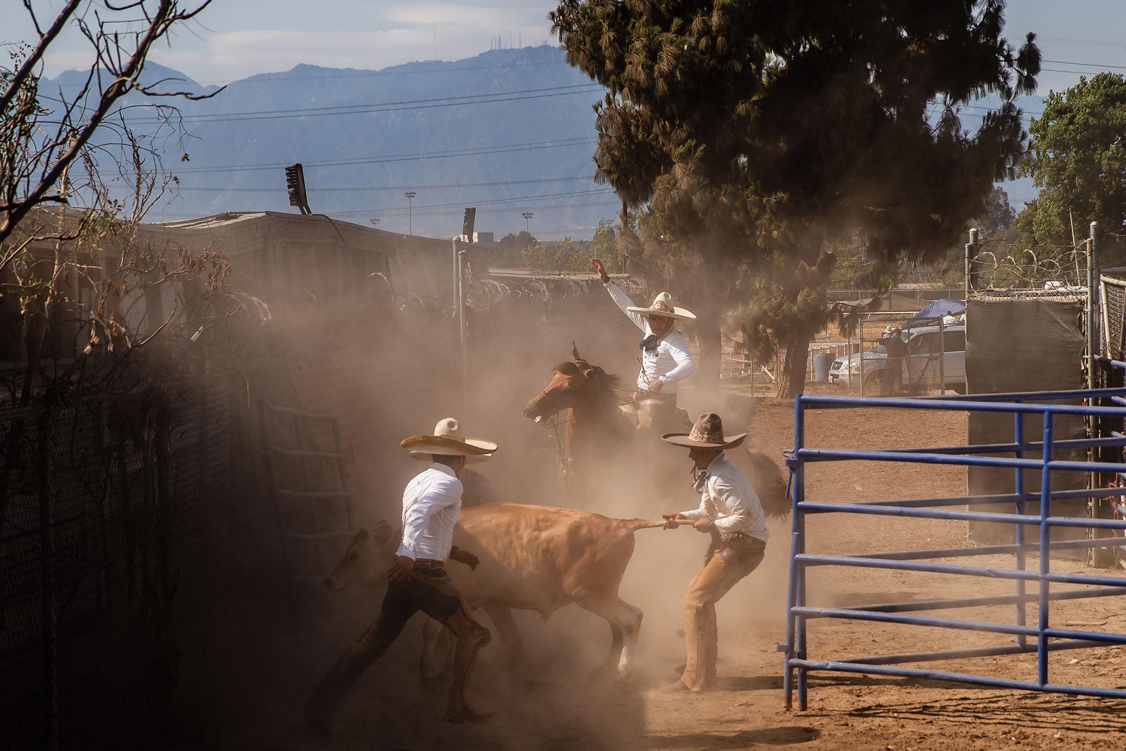 Raudel Jim&eacute;nez (center), a member of the Charro Rancho La Laguna team helps to get a cow that left the Pico Rivera Sports Arena during a charrer&iacute;a competition in Pico Rivera, California on July 16, 2021.