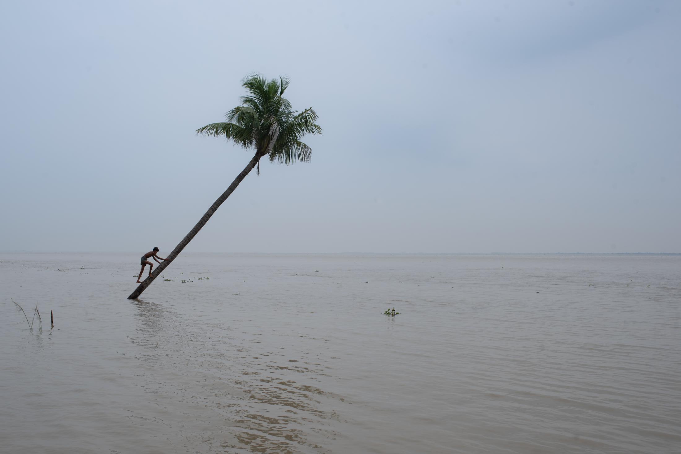 A boy climbs a tree that has fallen due to the flooding of the Padma river in Bangladesh.