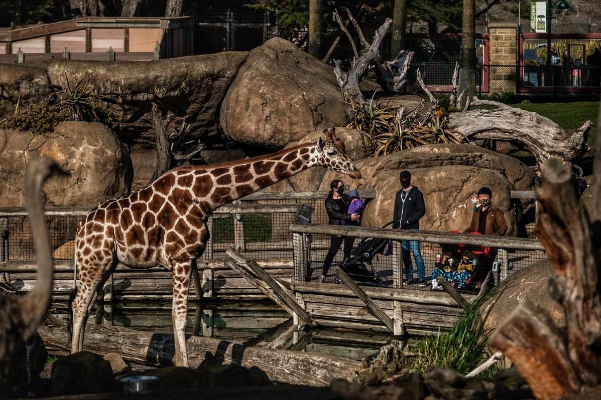 Visitors to the San Francisco Zoo look at the Giraffes in San Francisco on Saturday, December 5, 2020. The Zoo will close Sunday as San Francisco enters a second shelter in place order.