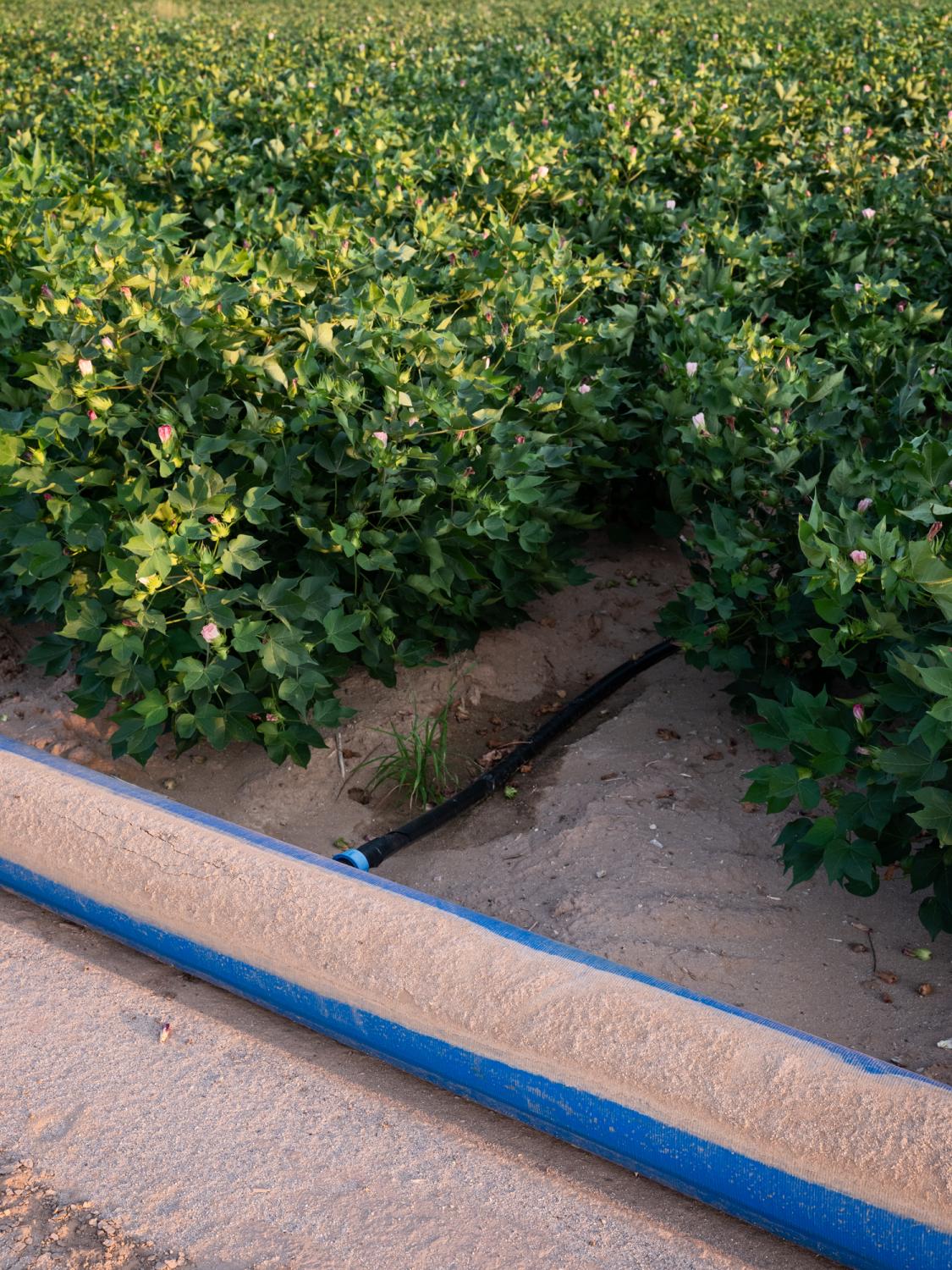 Irrigation Innovation - Bloomberg Businessweek - N-Drip tubes feed water into rows of cotton.