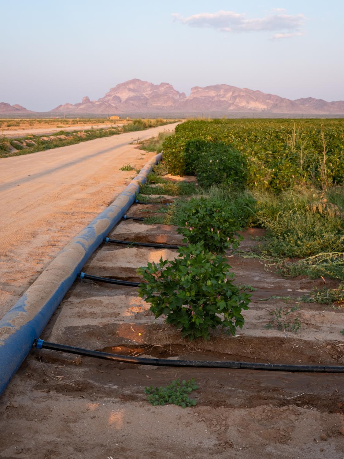 Irrigation Innovation - Bloomberg Businessweek - N-Drip system irrigating a cotton field.
