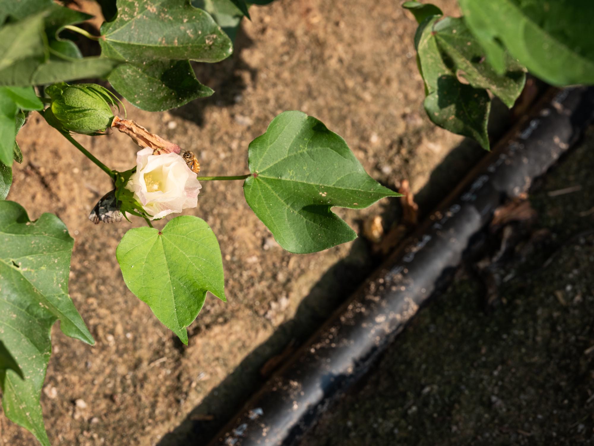 Irrigation Innovation - Bloomberg Businessweek - A butterfly and bee pause on cotton flowers near a...
