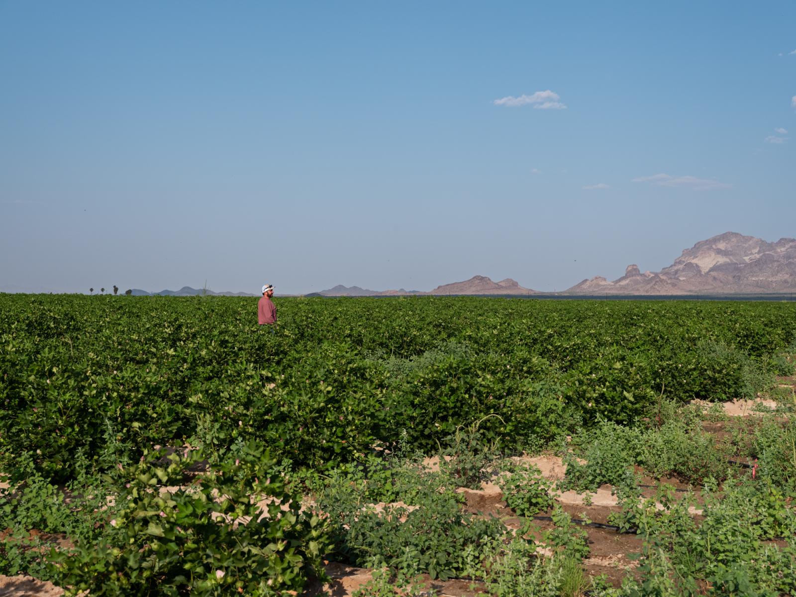 irrigation-innovation-molly-peters-photography