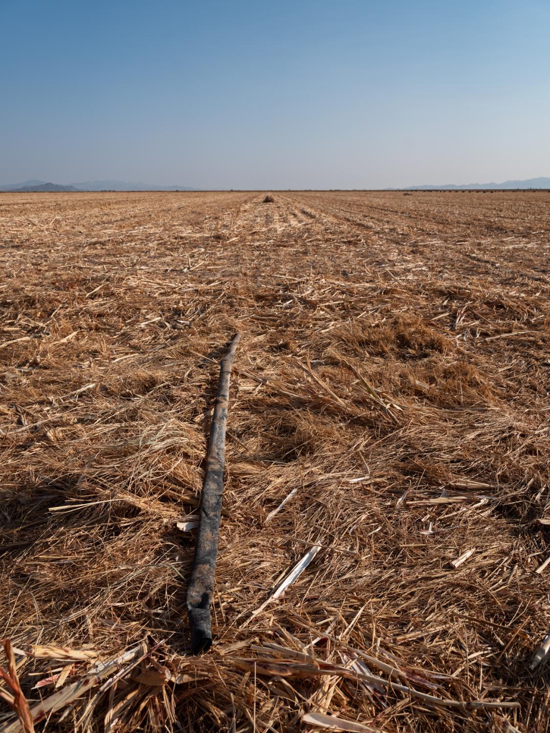 Irrigation Innovation - Bloomberg Businessweek - Tubing from the N-Drip system left in a field of sorghum...