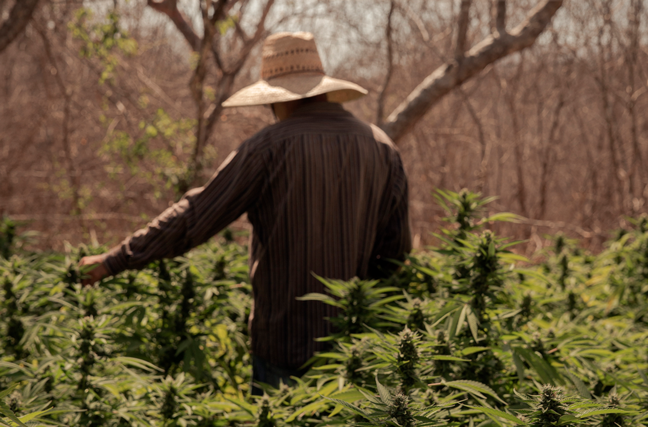 A man looks for the path of the cannabis business in Mexico