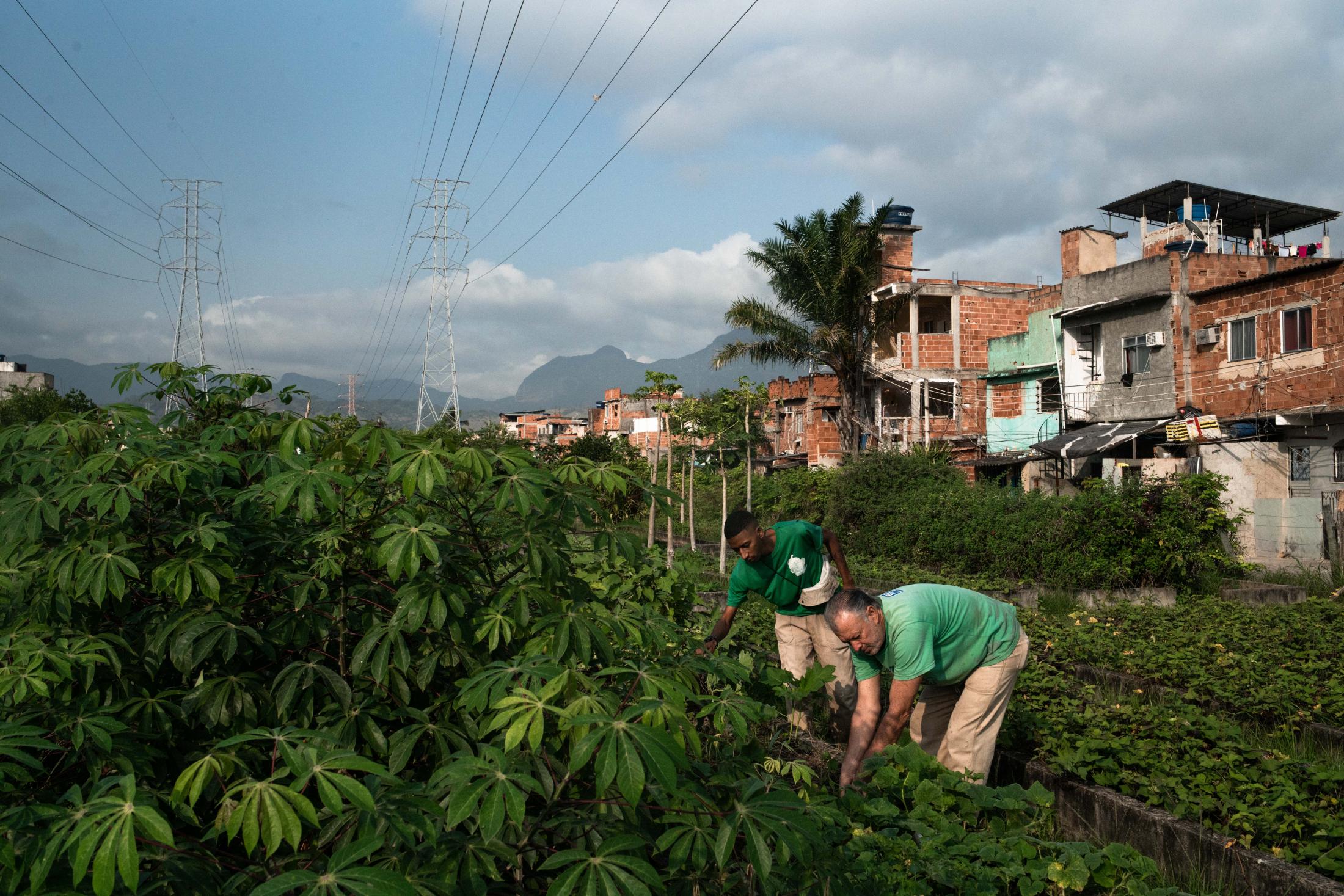 Urban farming in Brazil's favelas: this garden saves lives - Workers from the Manguinhos&rsquo; Urban farm plant new vegetables that are going to be...