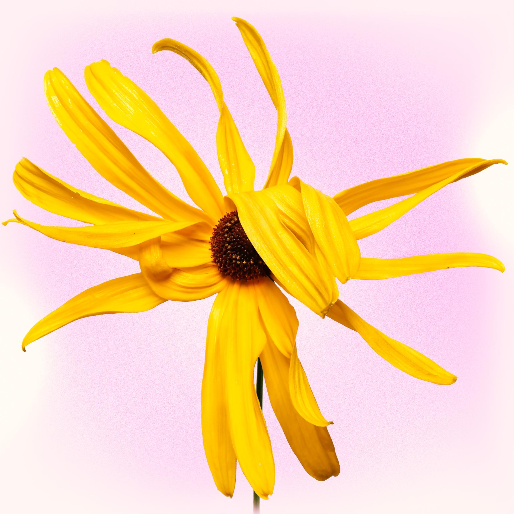 Image from BLACK EYED SUSAN -   