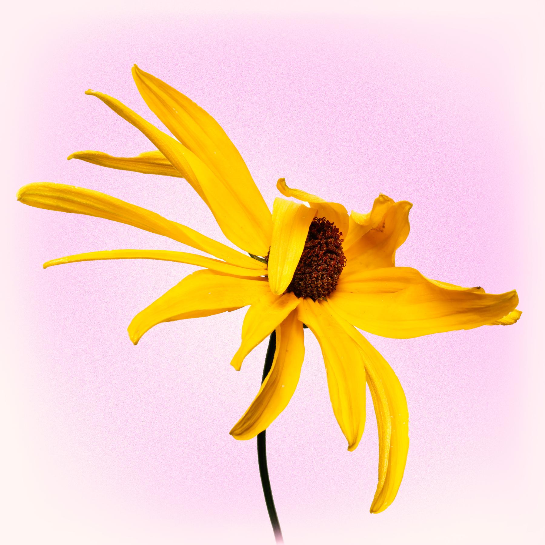 Image from BLACK EYED SUSAN -   