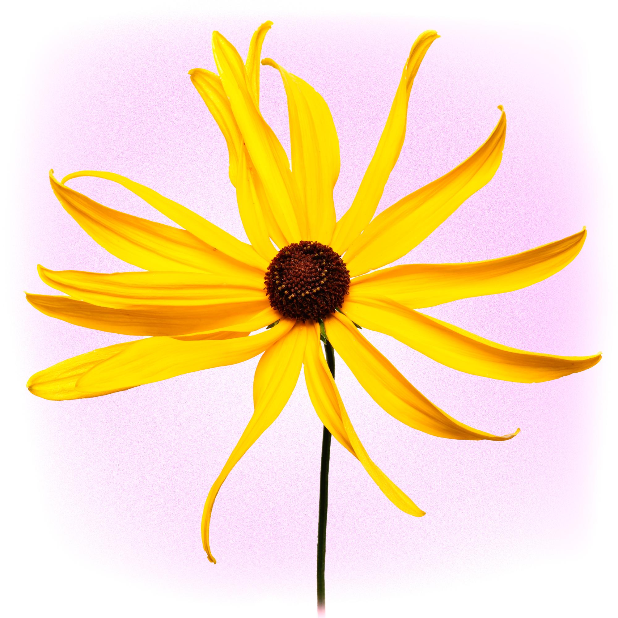 BLACK EYED SUSAN
