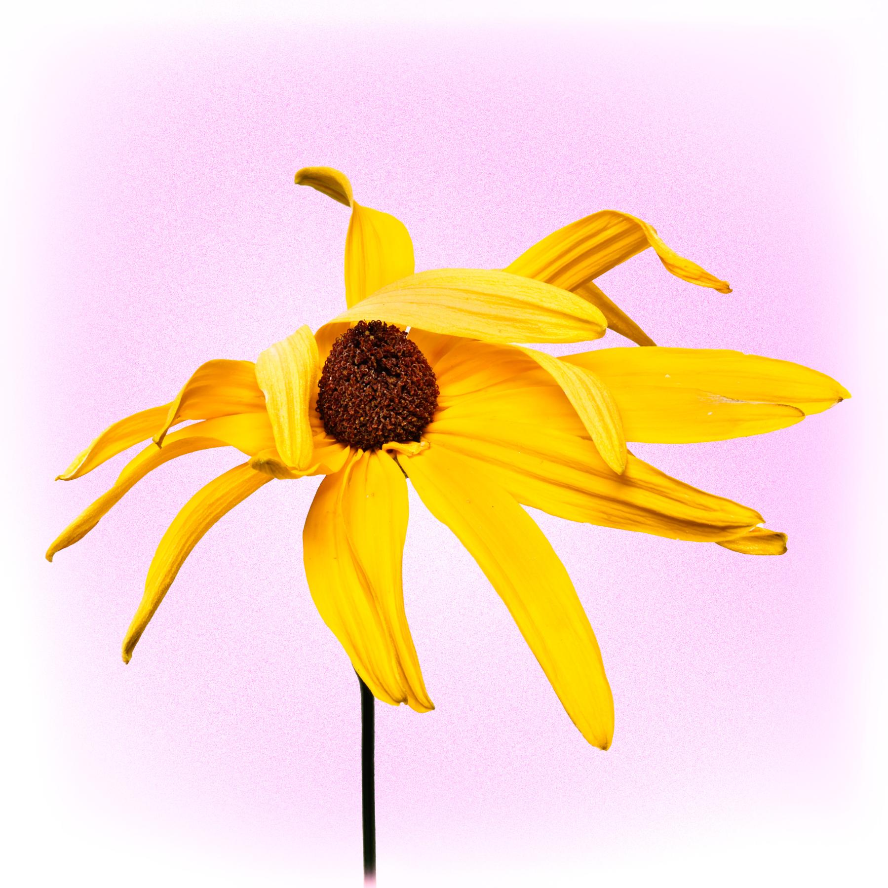 Image from BLACK EYED SUSAN -   