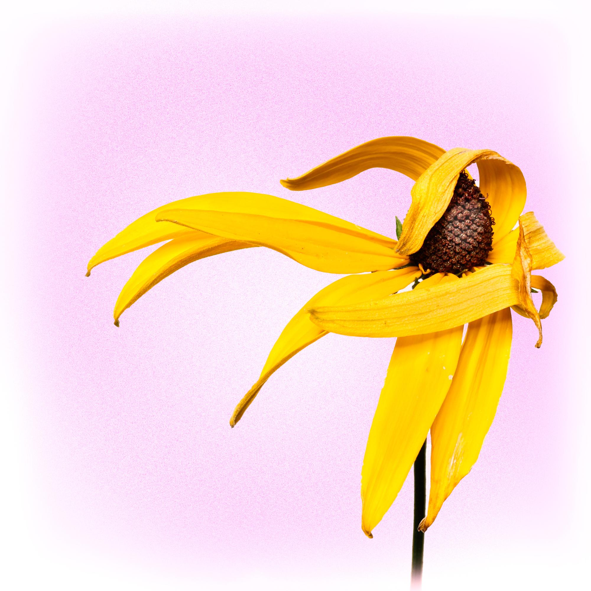 BLACK EYED SUSAN