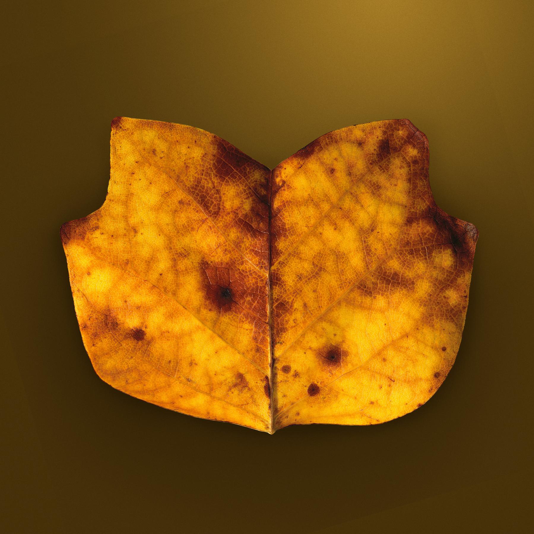 Image from AUTUMN LEAVES -   