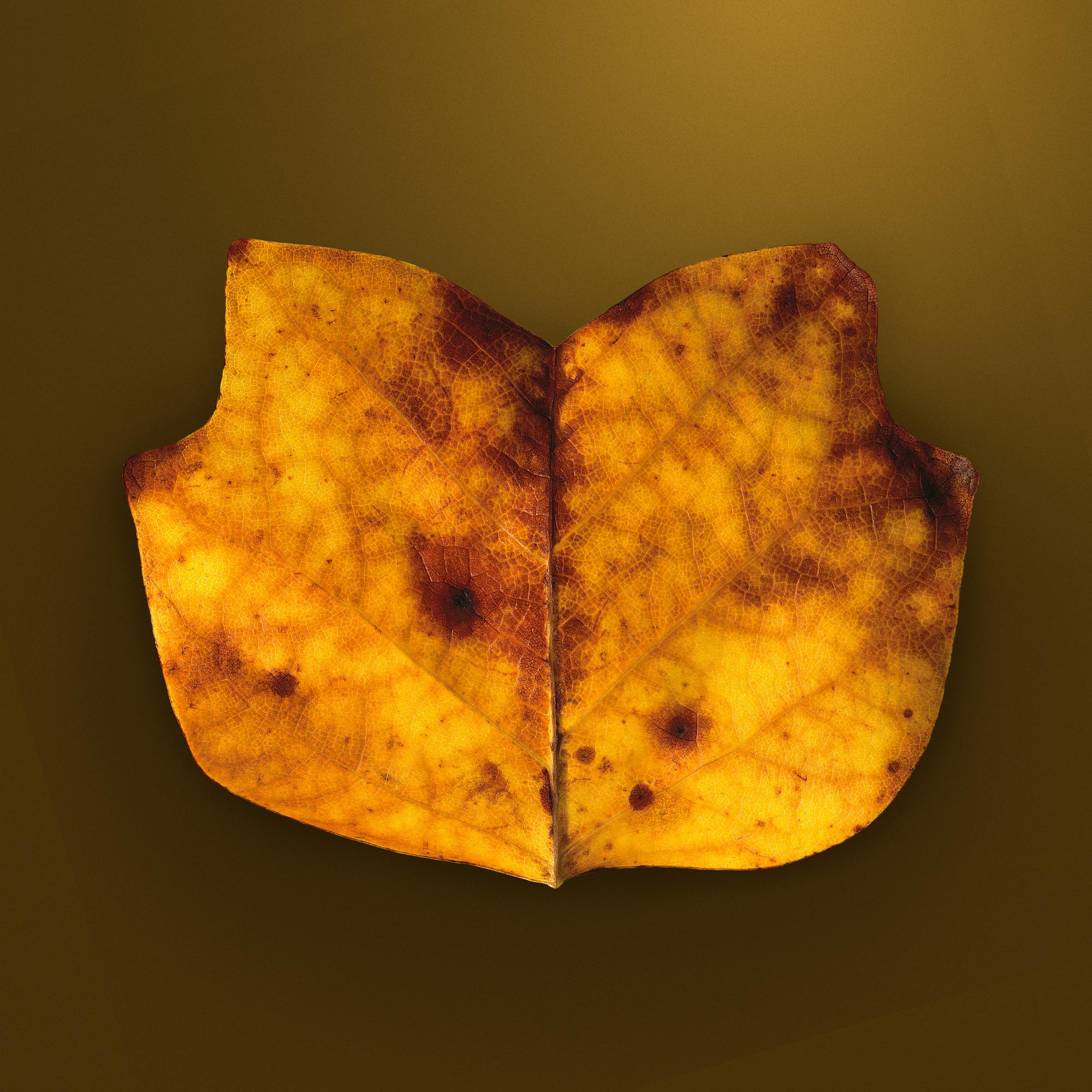 AUTUMN LEAVES
