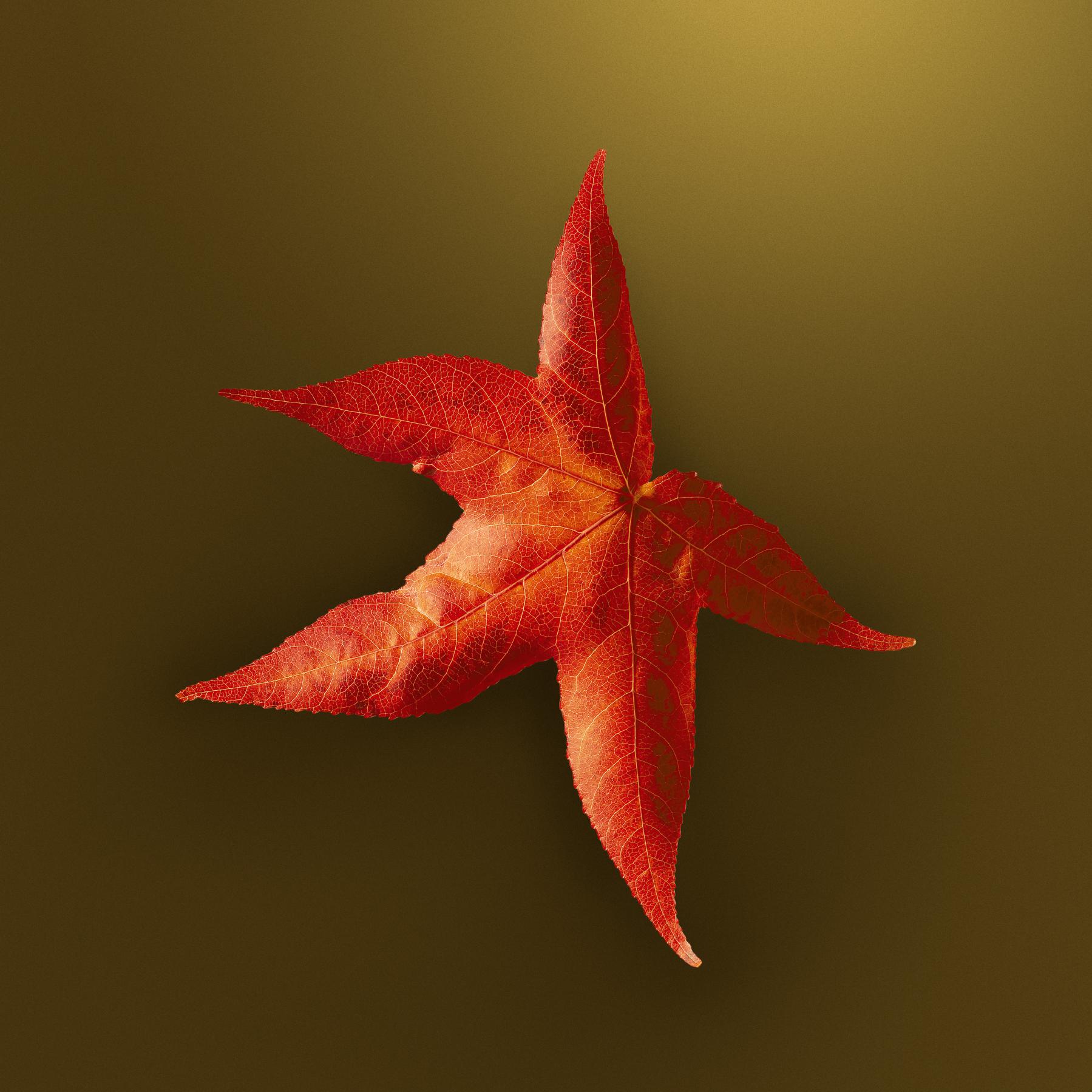 Image from AUTUMN LEAVES -   