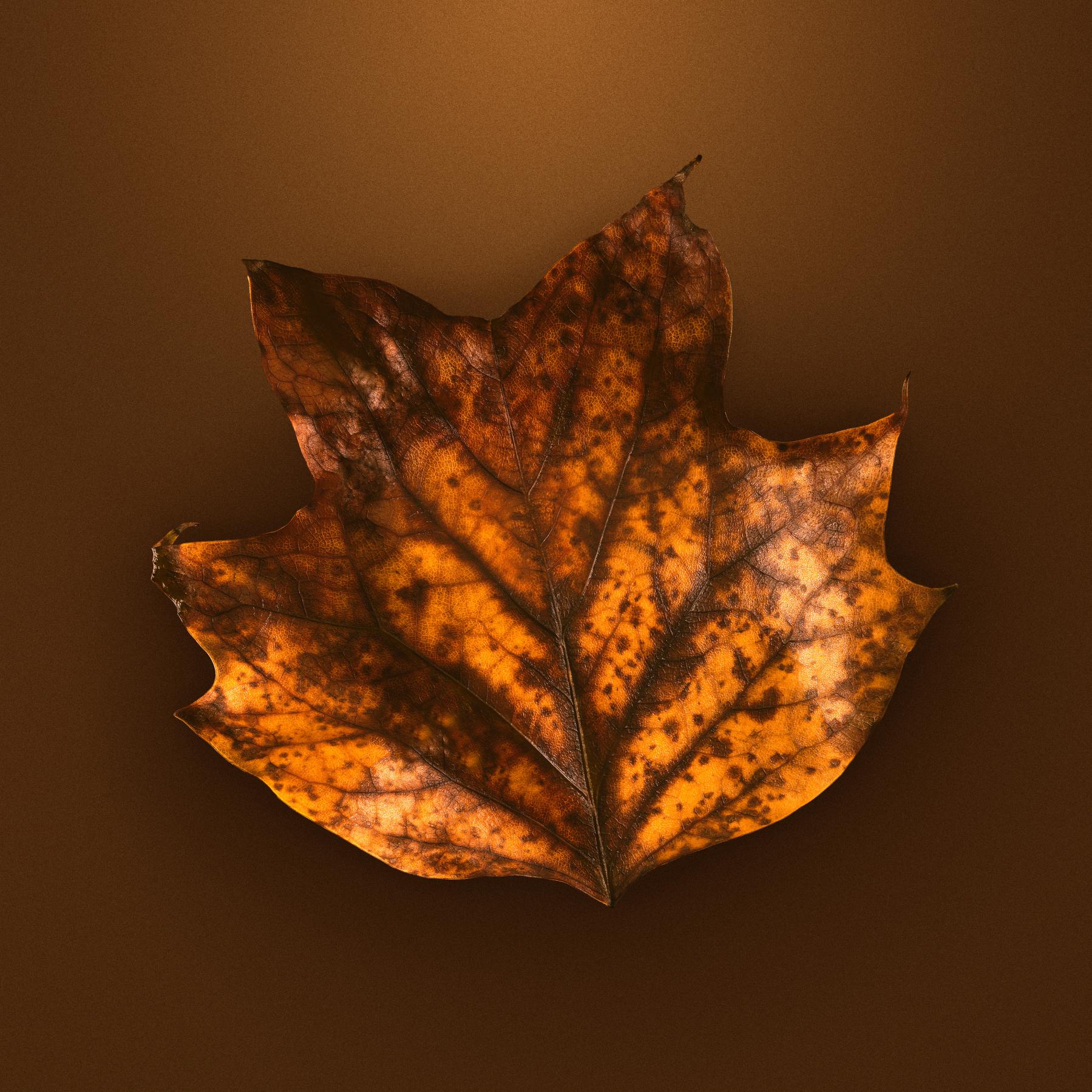 Image from AUTUMN LEAVES -   