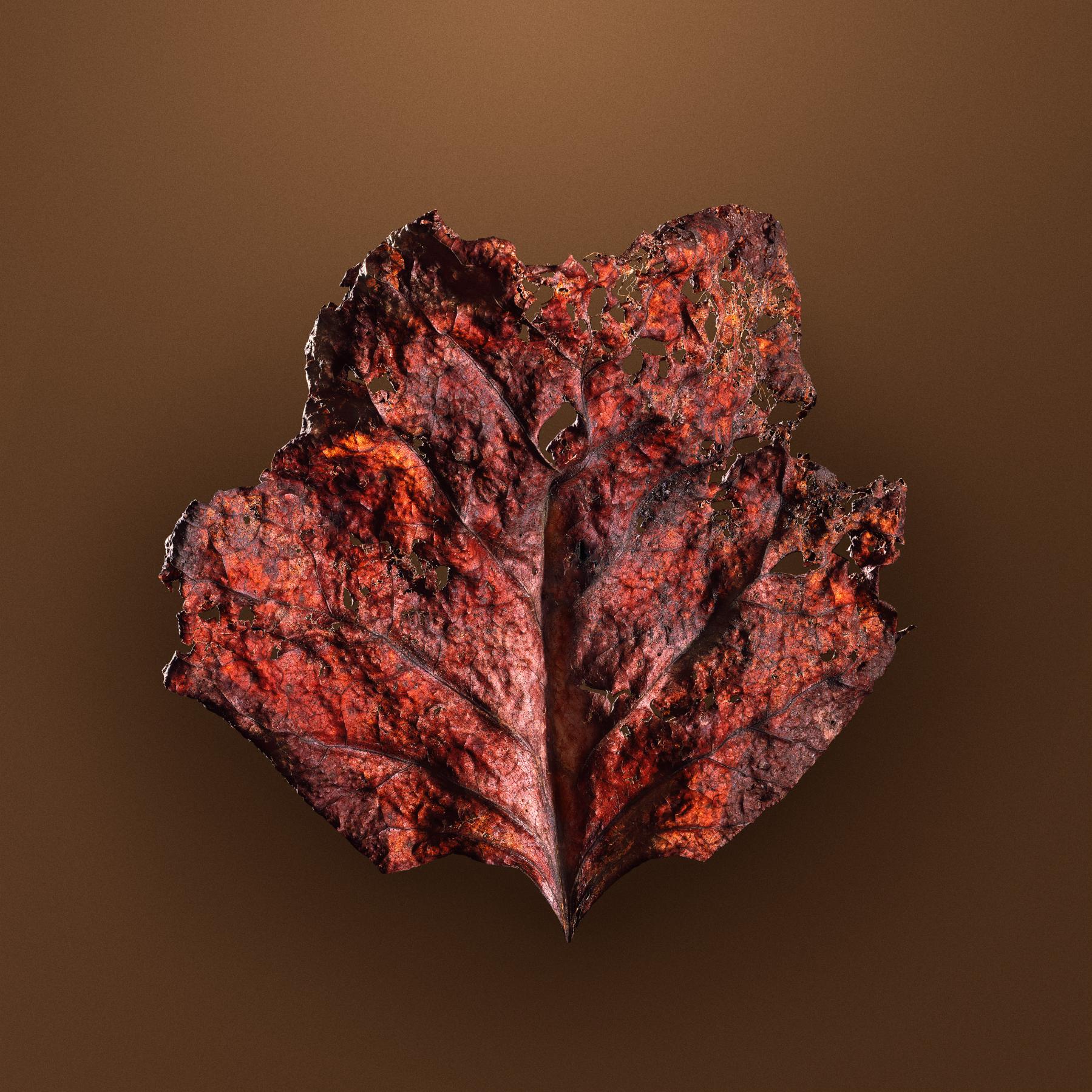 Image from AUTUMN LEAVES -   