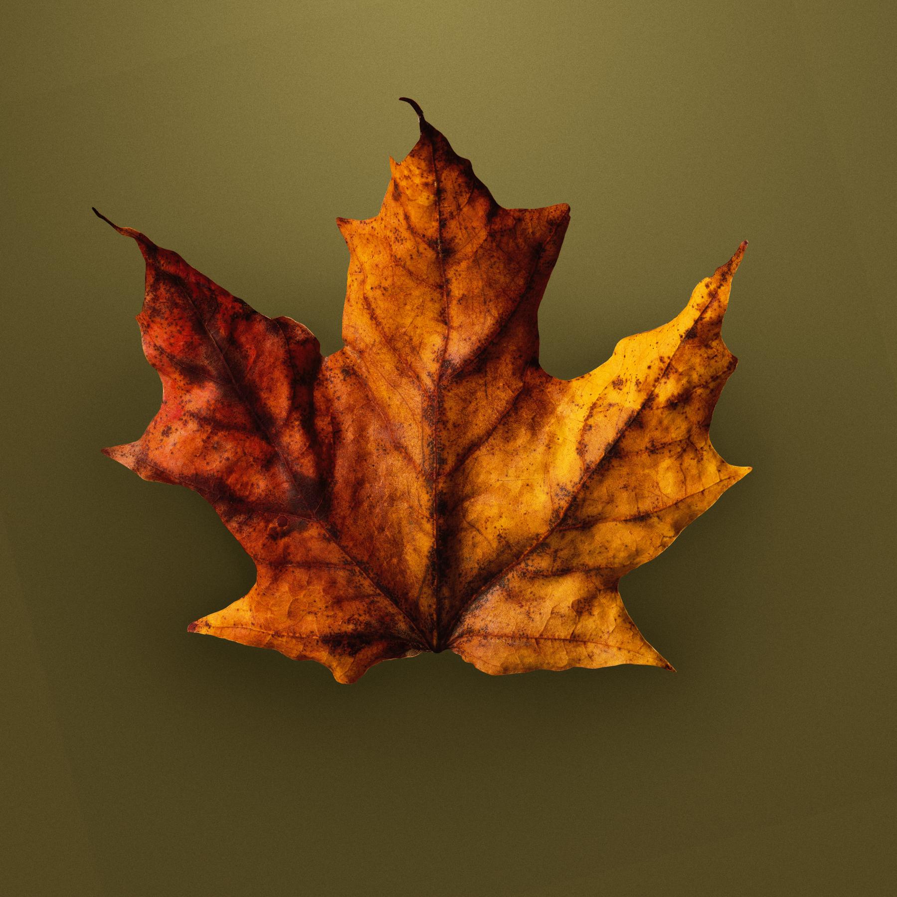 Image from AUTUMN LEAVES -   